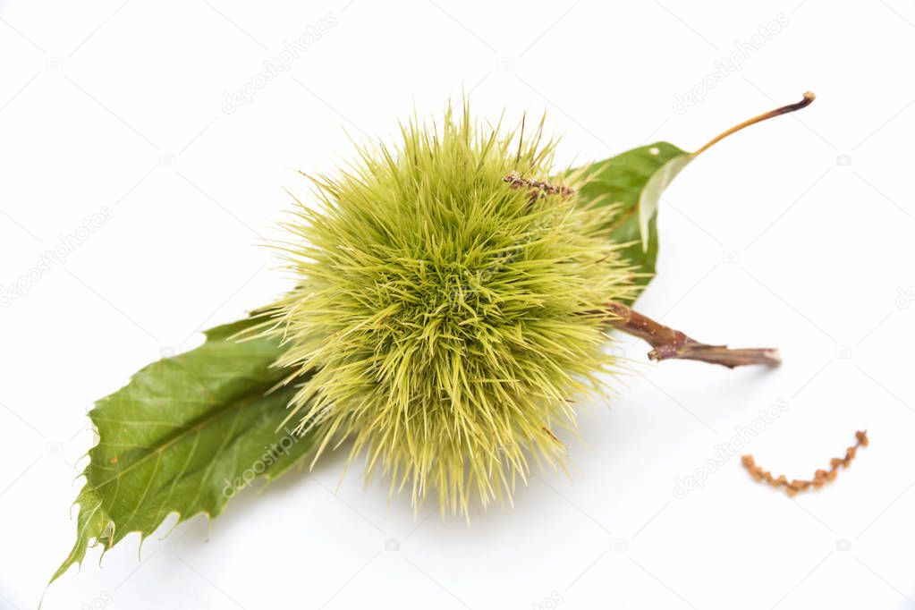 Green twig of sweet chestnut, Fruits and leaves. 