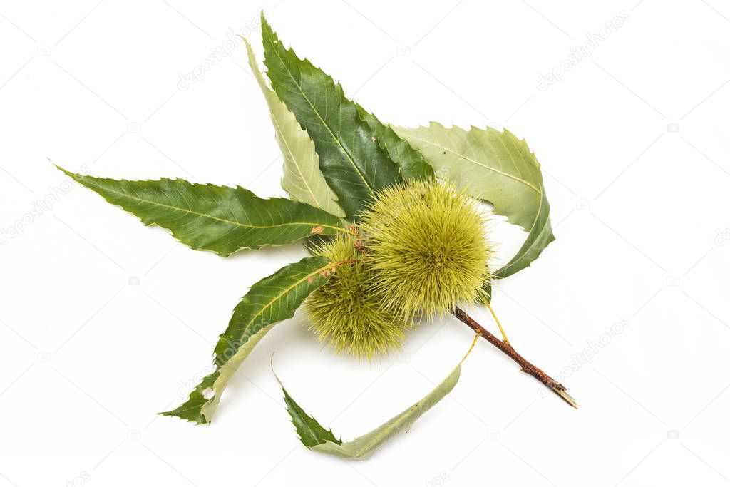 Green twig of sweet chestnut, Fruits and leaves. 