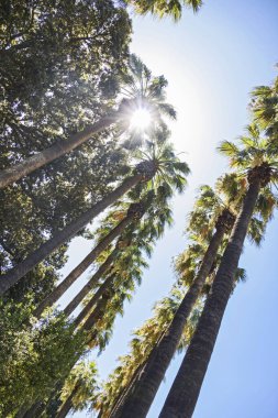 Atina 'daki Eski Kraliyet Sarayı yakınlarındaki Ulusal Bahçeler.