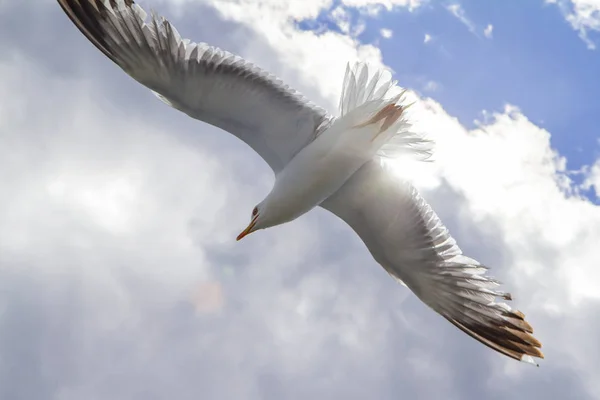 Gaivota cinza no fundo de nuvens brancas close-up — Fotografia de Stock