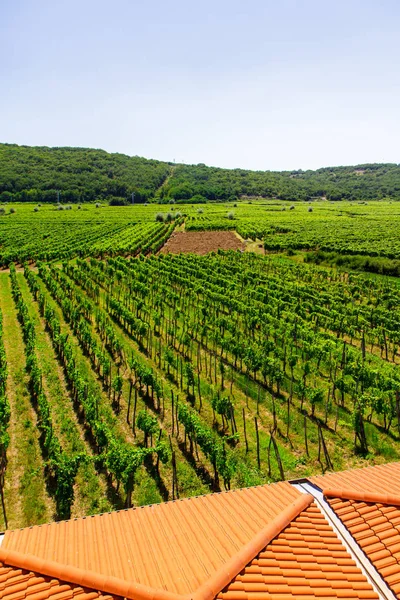 Winery and vineyards in Croatia. Katinar, the island of Krk. Perspective — Stock Photo, Image