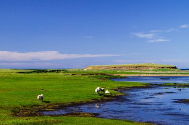 İzlanda nehre hayvanlara görünümü yan