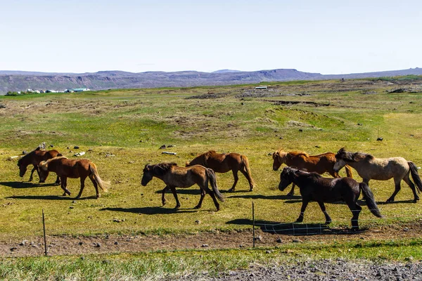 Cavalos no pasto na Islândia vista lateral — Fotografia de Stock