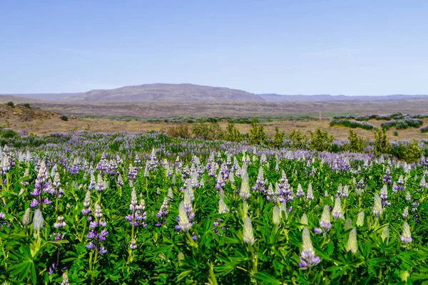 Πεδίο με μοβ άνθη σε Ισλανδία, λούπινο — Φωτογραφία Αρχείου