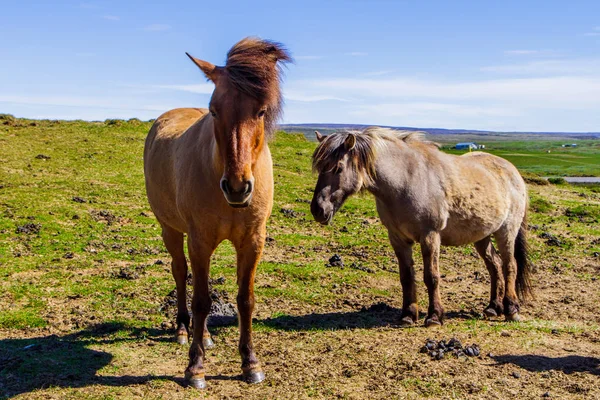Коні на зеленому полі в Ісландії — стокове фото