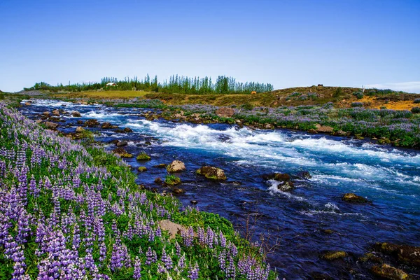 Lupinblomster på land, elv og mark i nærheten. Island – stockfoto