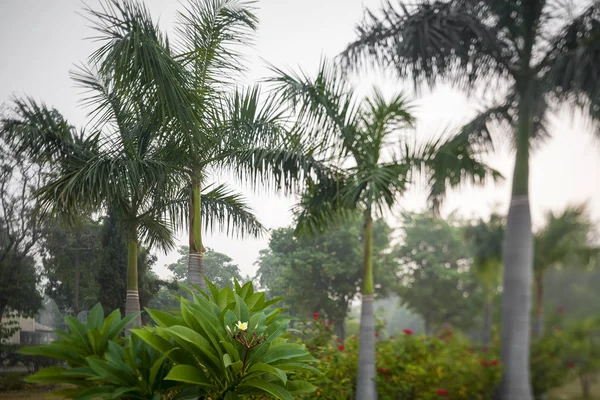 Parque tropical por la mañana —  Fotos de Stock