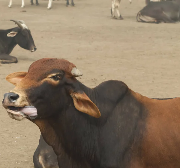 Cow India Holy Animal Street — Stock Photo, Image