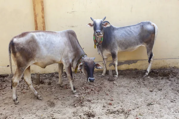 Cows Farm India Vrindavan — Stock Photo, Image