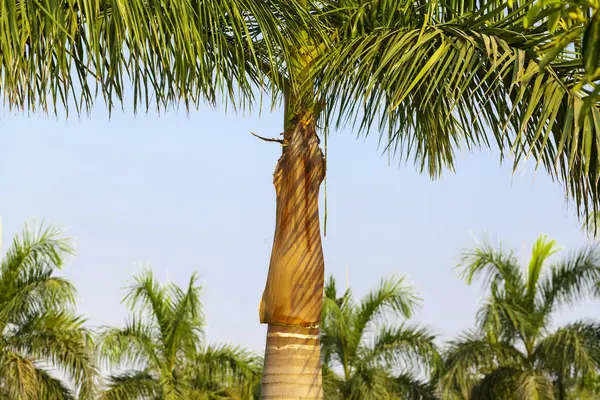 Palmen in einem tropischen Park am Morgen — Stockfoto