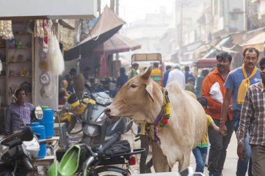 Hayvanlar ve taşıma India.India, Vrindavan, sokakta Kasım 2016 insanlar