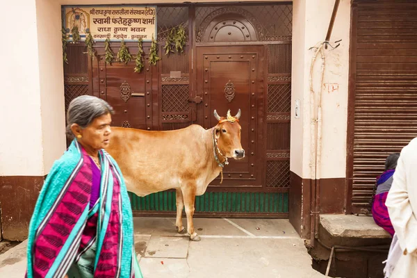 人们在印度的街道上是动物和交通工具. 印度, 温达文, 2016年11月 — 图库照片