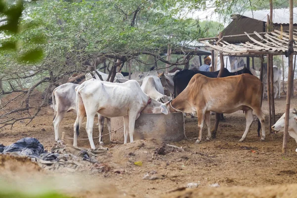 印度农场上的奶牛 — 图库照片