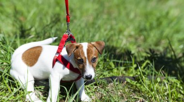 parkta bir yürüyüş komik şirin küçük köpek içinde a kira kontratı - emniyet kemeri