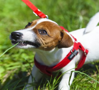 parkta bir yürüyüş komik şirin küçük köpek içinde a kira kontratı - emniyet kemeri