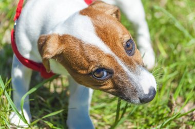 parkta bir yürüyüş komik şirin küçük köpek içinde a kira kontratı - emniyet kemeri