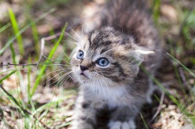 Gri kedi oyun çimen