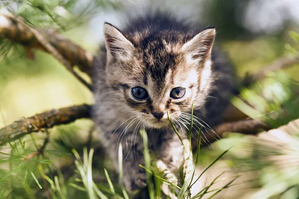 Gatinho cinza jogar grama — Fotografia de Stock