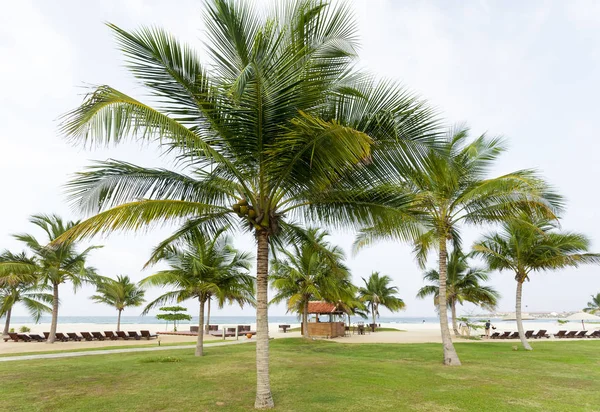 Srí Lanka-i Palm Beach Ocean — Stock Fotó
