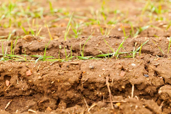 Green shoots of winter wheat on the farmer\'s field