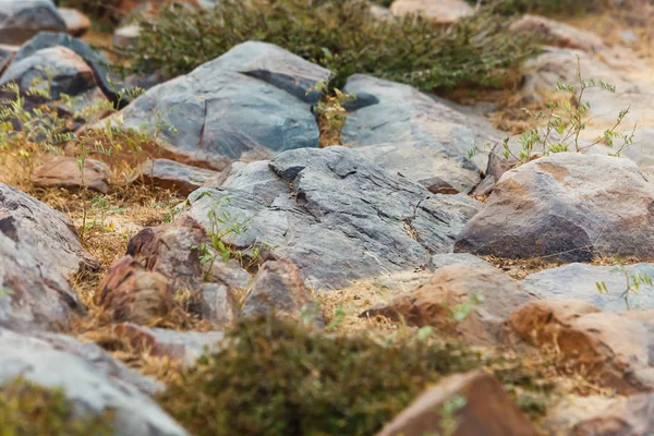 Vegetation and stones of Sacred Govardhan Hill, India.