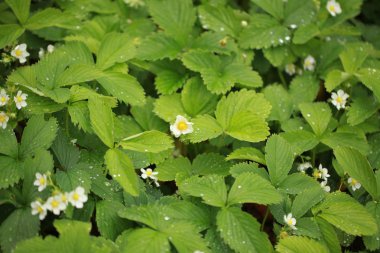 Çilek çiçekler yağmur damlaları yaprak