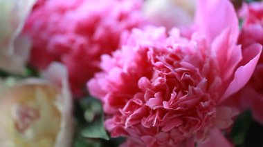 Pembe bitki çiçek Şakayık yaprakları 