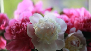 Pembe bitki çiçek Şakayık yaprakları 