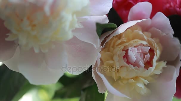 Roślina różowy kwiat piwonii płatki — Wideo stockowe