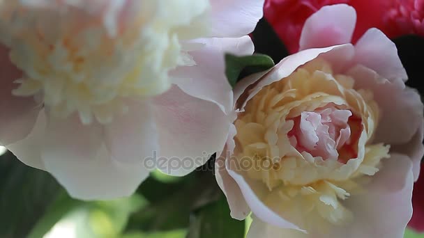 Pink plant flower peony petals — Stock Video