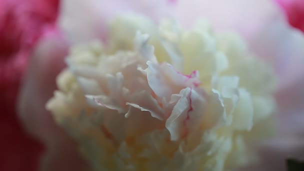 Rosa Pflanze Blütenblätter der Pfingstrose — Stockvideo