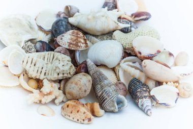 Kabukları ve mercan Hint Okyanusu