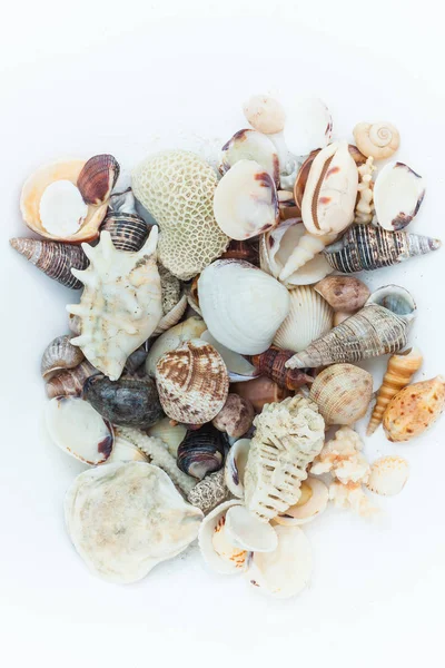 Shells and corals of the Indian Ocean — Stock Photo, Image