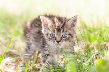 Çimlerdeki gri kedi yavrusu