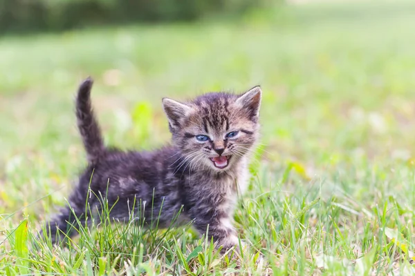 Gatito gris en la hierba — Foto de Stock