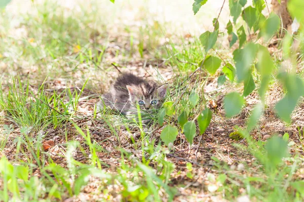 Çimlerdeki gri kedi yavrusu