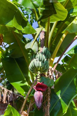 Sri Lanka yaz, tropikal bitki