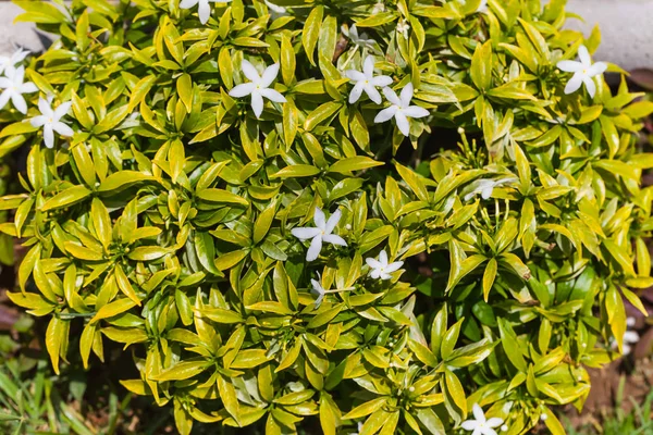 Plantes tropicales du Sri Lanka été — Photo