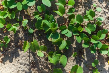 Sri Lanka yaz, tropikal bitki