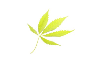 Esrar Cbd yağ kenevir ürünleri bırakır.