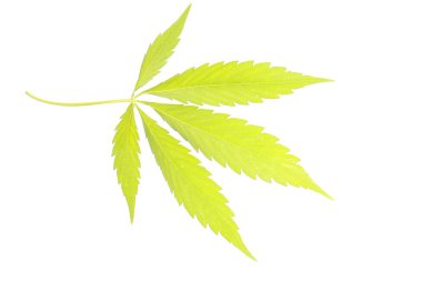 Yeşil Kenevir kenevir bırakır