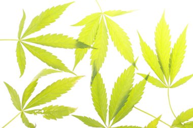 Esrar kenevir cbd bırakır