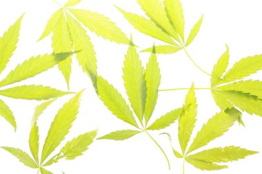 Esrar esrar yaprak yeşil yaprakları