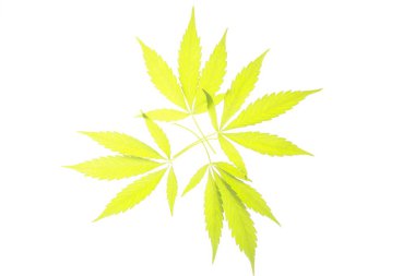 Esrar esrar yaprak yeşil yaprakları