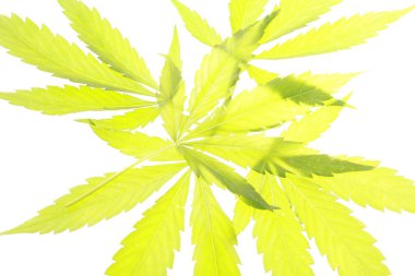 Esrar esrar yaprak yeşil yaprakları