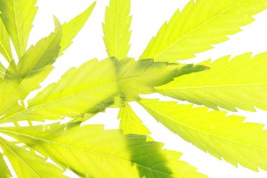 Esrar esrar yaprak yeşil yaprakları