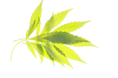 Kenevir esrar esrar bırakır