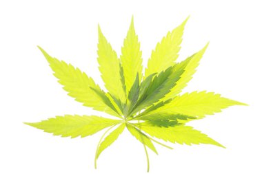 Esrar kenevir yeşil yaprakları