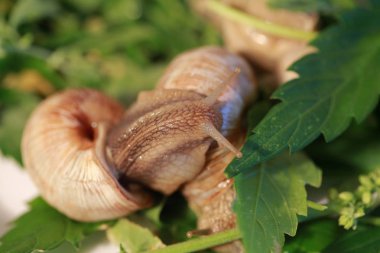 Esrar çim bitki yaprakları