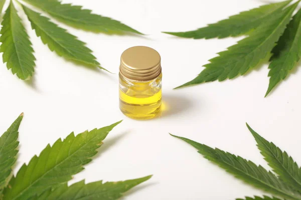 Cannabis laat Cbd olie hennep — Stockfoto